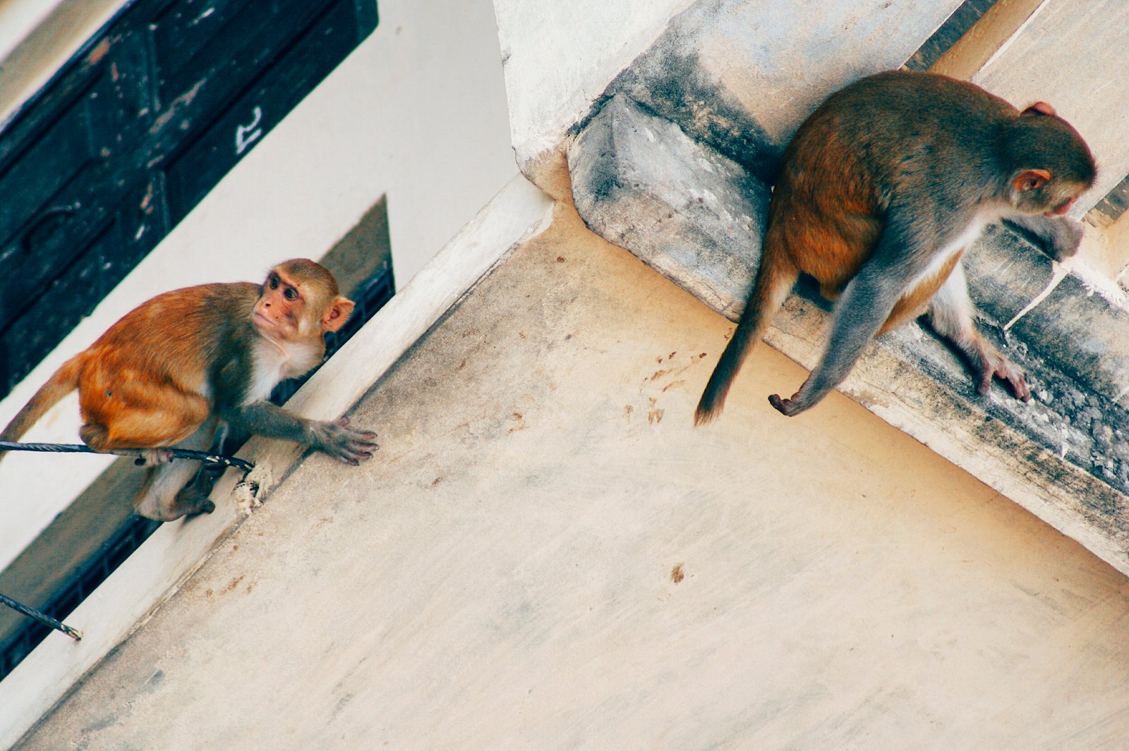 india01
