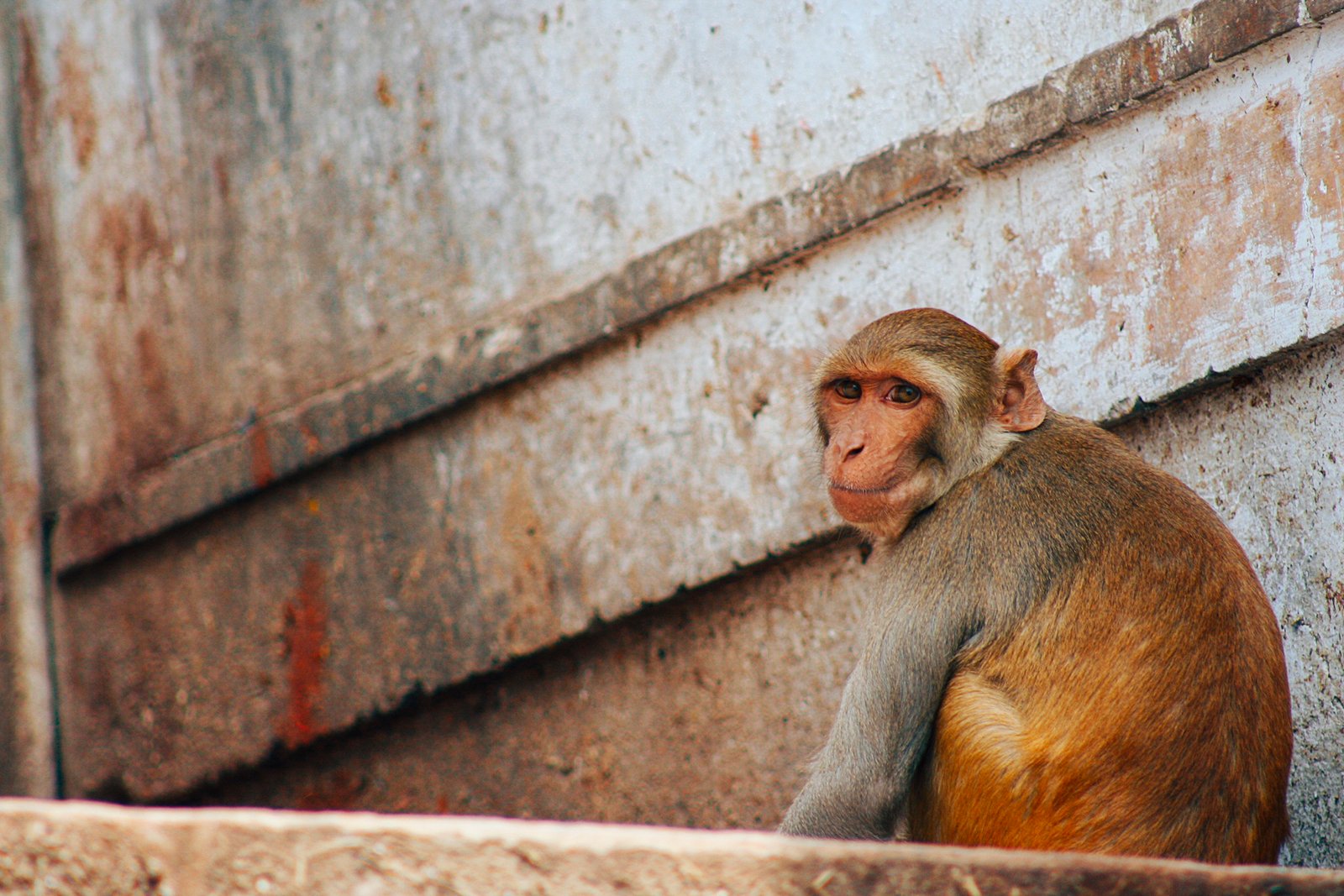 india014
