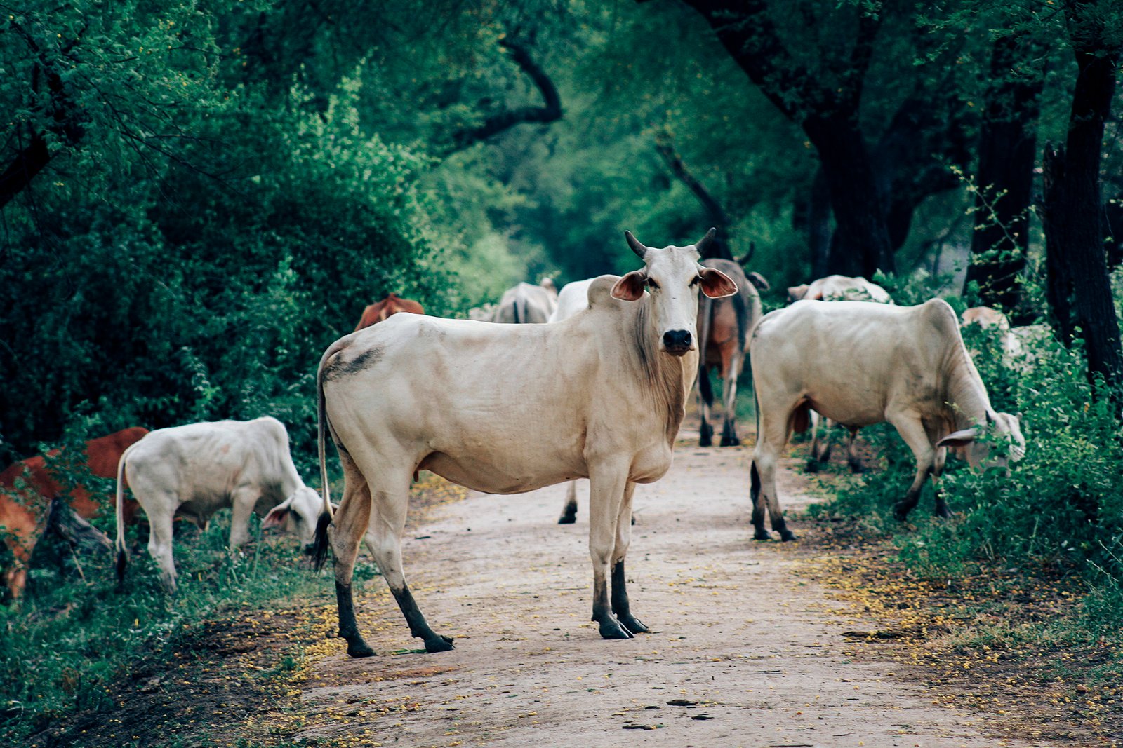 india016
